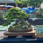bonsai-exhibit-competition-2024-cpntarlac