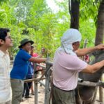 carabao-cattle-medication-cpntarlac