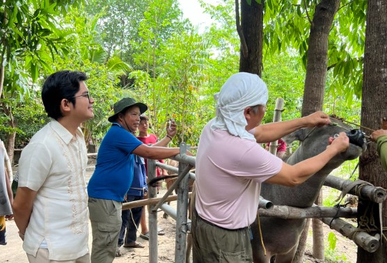 Veterinary Office, Nagsagawa ng Carabao and Cattle Medication