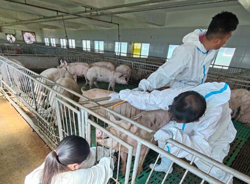 AFRICAN SWINE FEVER TESTS, ISINAGAWA SA ILANG FARMS